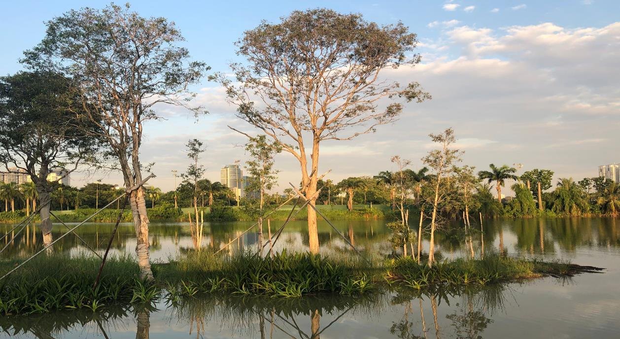 Lake wetlands